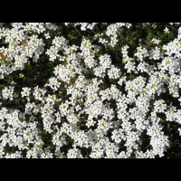 Alchemilla Grossidens (fam. Rosacees) (01)